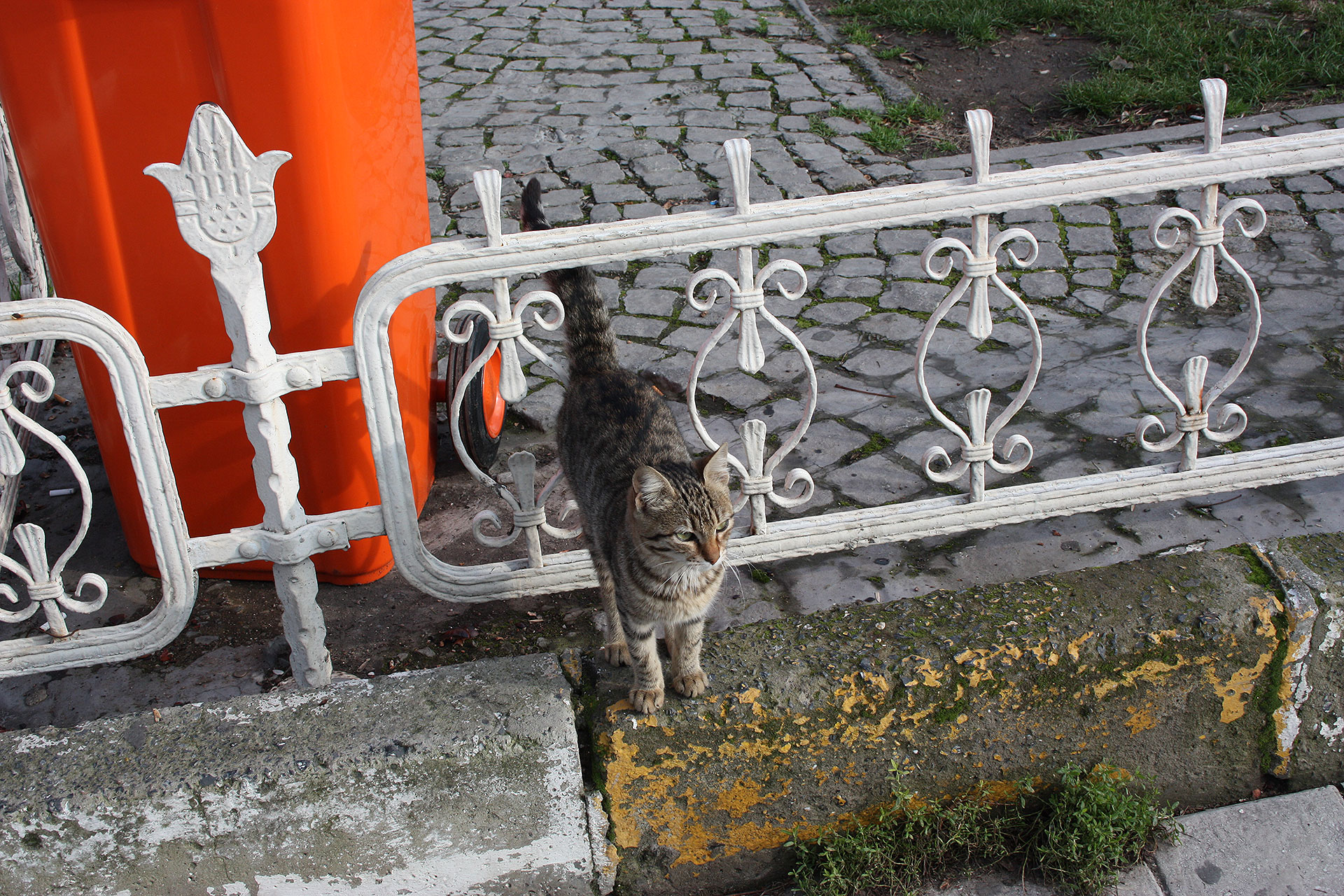 gatto_turco
