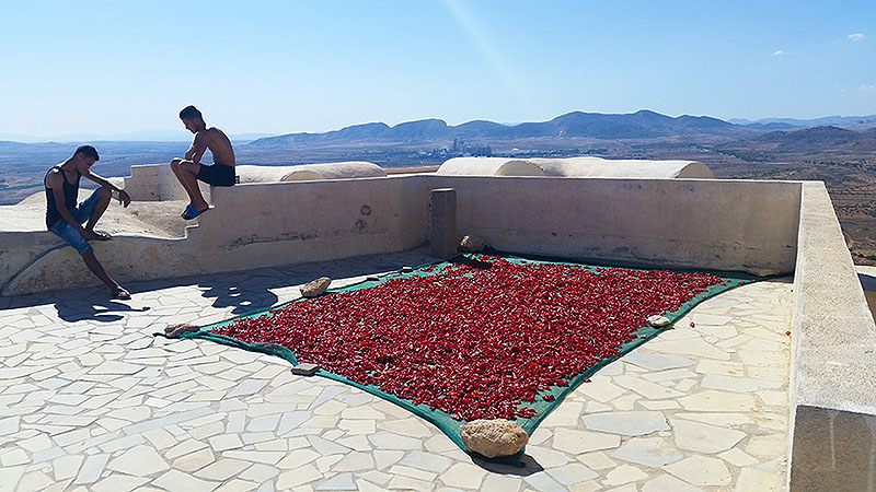 Villaggio di Takrouna, essiccazione del peperoncino